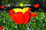 fresh spring tulips flowers