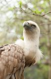 Portrait of a vulture
