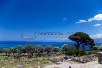 Extremely big tree near archaeological ruins, Tindari, Sicily