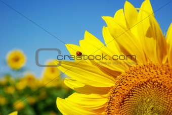 sunflower  