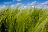 green wheat field and blue cloudy sky / summer / selective focus