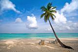 beach, sea and coconut palm tree