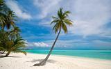 palm tree on a tropical beach