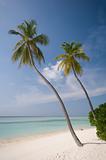 tropical beach with coconut palmtrees
