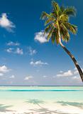 coconut palm tree on an unspoilt beach