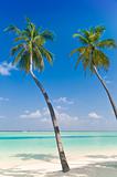 Two Palmtrees on a tropical beach