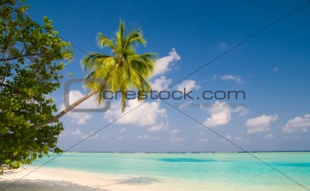 coconut palm tree on a tropical beach