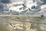 Flying seagulls, summer mosaic