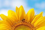 Great sunflower