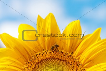 Great sunflower