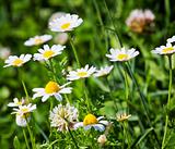Summer meadow with daisies