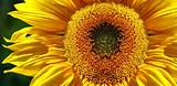 Yellow Sunflower Banner