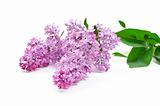 lilac flower on white background