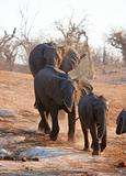 Large African elephant bull