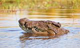 Crocodile (Crocodylus niloticus)