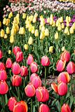 Beautiful spring tulips