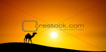 Camel at sunset