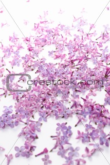 lilac petal on white background