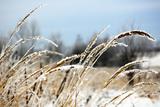 Frozen Wild Grass