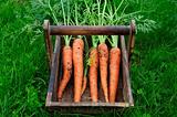 Carrots in a wooden tray