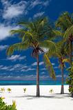 Palm Trees on a beautiful beach
