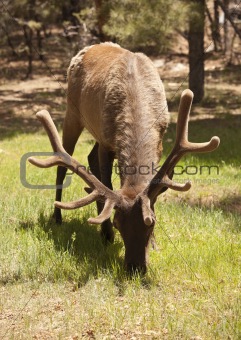 Beautiful Elk with New Antlers Eating Among the Pine Trees.