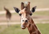african giraffe up close