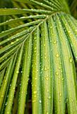 green palm leaf with water drops