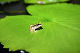 grren frog on lilypad
