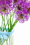 Bouqet of Allium / isolated on white