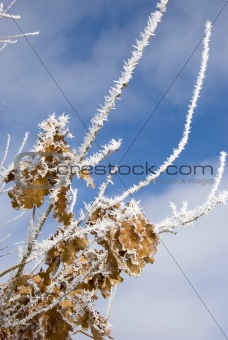 white hoar on winter tree branches