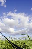 sky clouds and green spring rye background