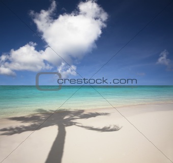 beautiful white sand beach and palm tree shadow