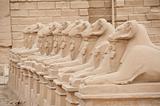 Ram headed sphinxes at Karnak Temple