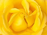 Single yellow rose close up