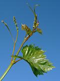 young grape clusters