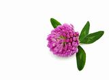 Violet flower of the dutch clover