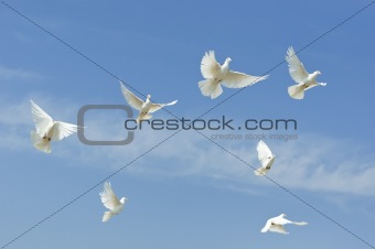 Flying  dove