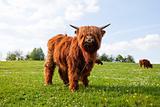 long haired cow on a meadow