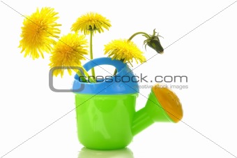 Dandelions in a children's watering can