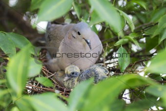 Bird and puppy in nest