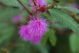 exotic purple flower