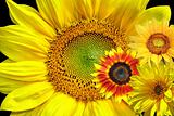 Summer background with sunflowers