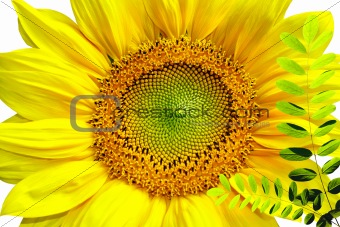 Sunflower isolated in white background