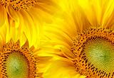 Sunflowers background 