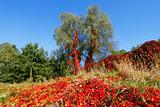 Vibrant autumnal colors