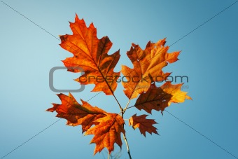 Vibrant fall leaves