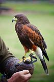 Harris hawk bird of prey during falconry display