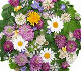 Background from daisywheel, dutch clover, dandelion