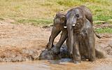 Couple elephants in mud.